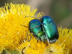 Cryptocephalus sericeus