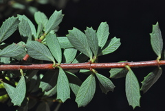 Ceanothus × flexilis