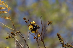 Cenostigma eriostachys