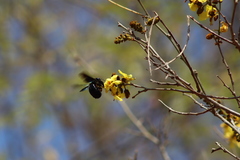 Cenostigma eriostachys