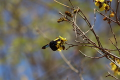 Cenostigma eriostachys