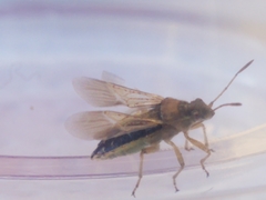 Nysius raphanus