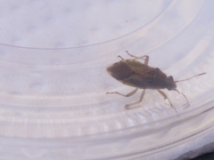 Nysius raphanus