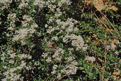 Ceanothus × flexilis