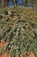 Ceanothus × flexilis