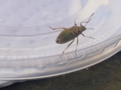 Nysius raphanus
