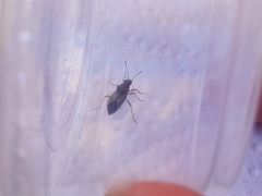 Nysius raphanus