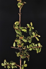 Ceanothus × flexilis