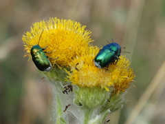 Cryptocephalus sericeus