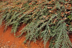 Ceanothus × flexilis