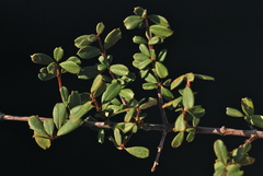 Ceanothus × flexilis