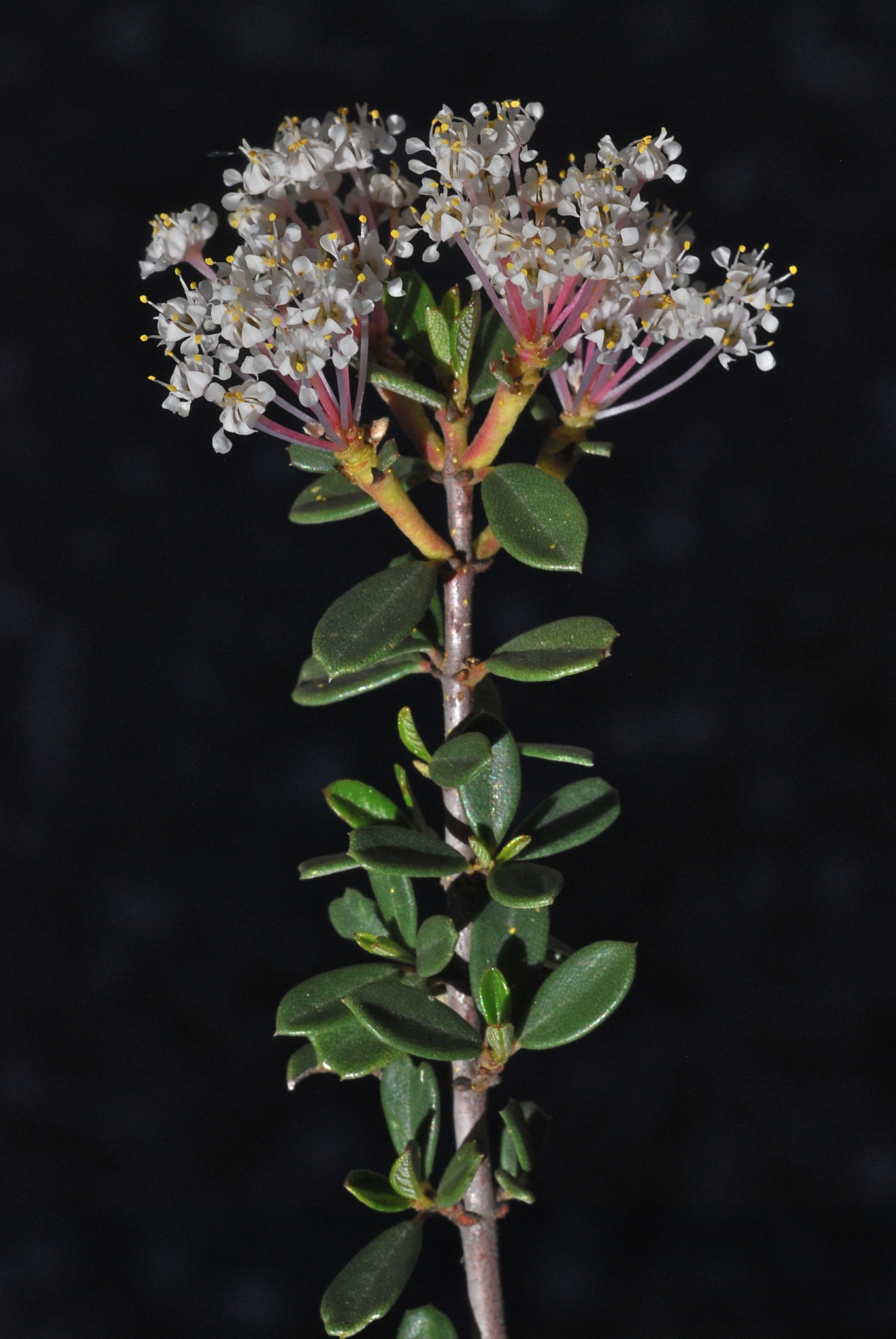 Ceanothus X flexilis