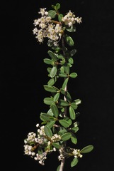 Ceanothus × flexilis