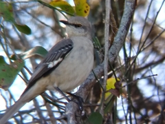 Mimus polyglottos