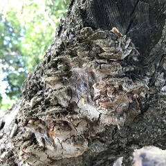 Agaricomycetes