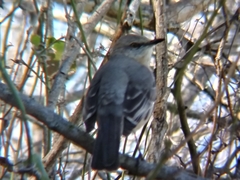 Mimus polyglottos