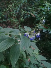 Salvia plurispicata