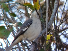 Mimus polyglottos