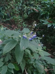 Salvia plurispicata