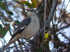Mimus polyglottos
