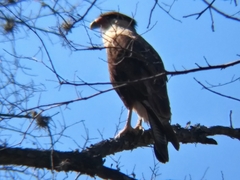 Caracara plancus