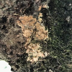 Agaricomycetes