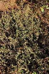 Ceanothus × flexilis