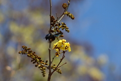 Cenostigma eriostachys