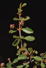 Ceanothus × flexilis