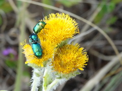 Cryptocephalus sericeus