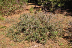 Ceanothus × flexilis