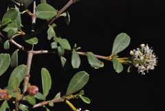 Ceanothus × flexilis