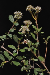 Ceanothus × flexilis