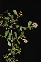 Ceanothus × flexilis
