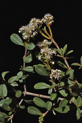Ceanothus × flexilis
