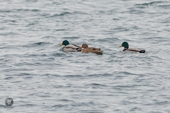 Anas platyrhynchos