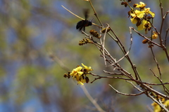 Cenostigma eriostachys