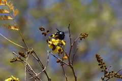 Cenostigma eriostachys
