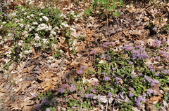 Ceanothus × flexilis