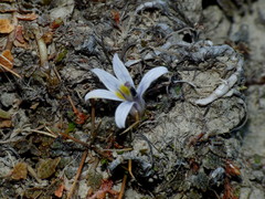 Lobelia perpusilla