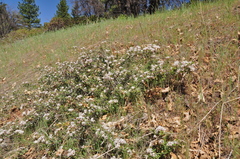 Ceanothus × flexilis