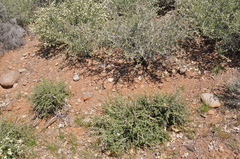 Ceanothus × flexilis