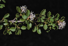 Ceanothus × flexilis