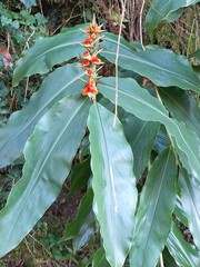 Hedychium gardnerianum