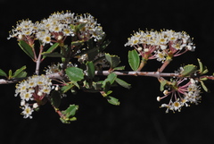 Ceanothus × flexilis