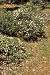 Ceanothus × flexilis