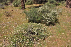 Ceanothus × flexilis