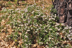 Ceanothus × flexilis