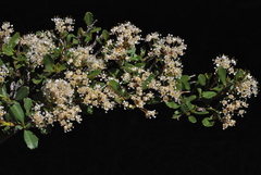 Ceanothus × flexilis