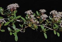 Ceanothus × flexilis